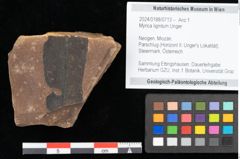 Foto (Objekt + Etikett) von Myrica lignitum Unger (NHMW-GEO-2024-0188-0713)